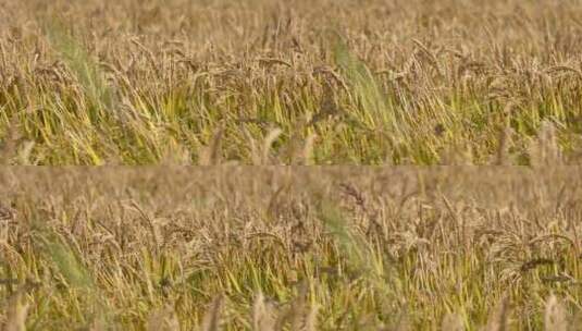 风吹摇动的稻穗水稻谷特写高清在线视频素材下载