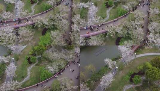 航拍宁波市中心地标性樱花公园建筑城市繁华高清在线视频素材下载