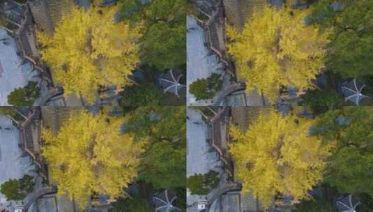 秋天黄色银杏树航拍唯美空镜头高清在线视频素材下载