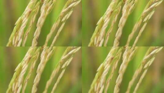 成熟的稻穗实拍高清在线视频素材下载