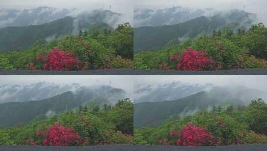 杭州富阳九仰坪雨后杜鹃花云海延时高清在线视频素材下载