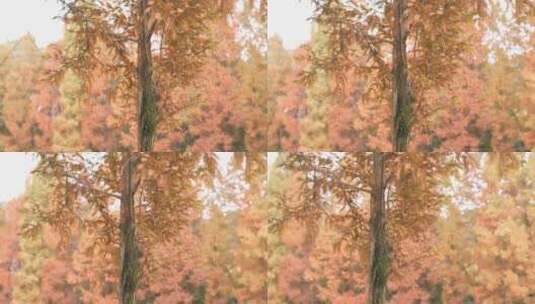 秋天的红水杉树高清在线视频素材下载