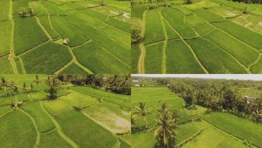 乡村发展水稻大丰收高清在线视频素材下载