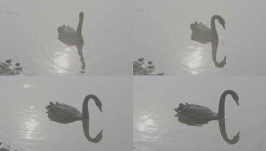 湖上天鹅log灰画面高清在线视频素材下载