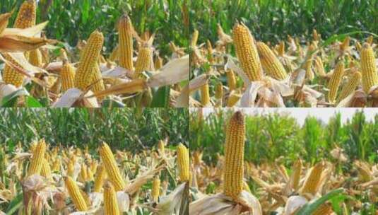 成熟玉米特写 玉米地 农田 新鲜玉米高清在线视频素材下载