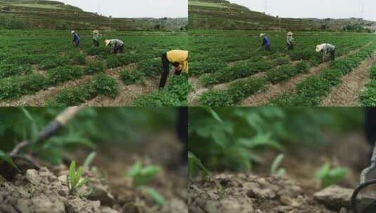 给种植马铃薯除草施肥的农民高清在线视频素材下载