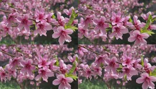 春天盛开的花朵高清在线视频素材下载
