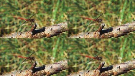 一只红蜻蜓特写镜头高清在线视频素材下载