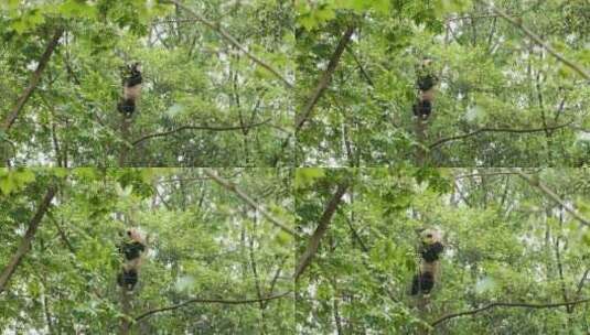 春天野外树上的大熊猫吃树叶玩耍高清在线视频素材下载