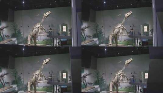 博物馆恐龙化石恐龙蛋高清在线视频素材下载