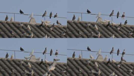 屋顶上的鸽群高清在线视频素材下载