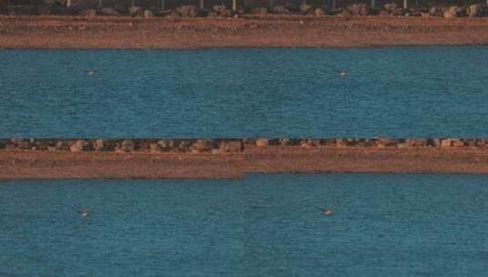 豆雁在水面上飞翔慢动作高清在线视频素材下载