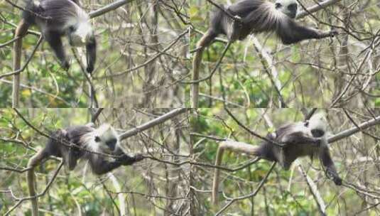 4K拍摄 崇左树枝上活动的白头叶猴高清在线视频素材下载