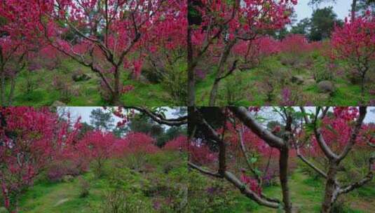 桃花林 树林 春暖花开 桃花坞 桃花园高清在线视频素材下载