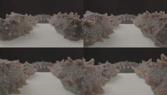 海参25mm超微距移动拍摄LOG视频素材高清在线视频素材下载