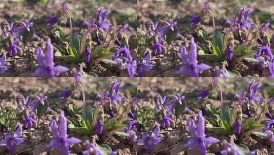 春天紫色的花朵高清在线视频素材下载