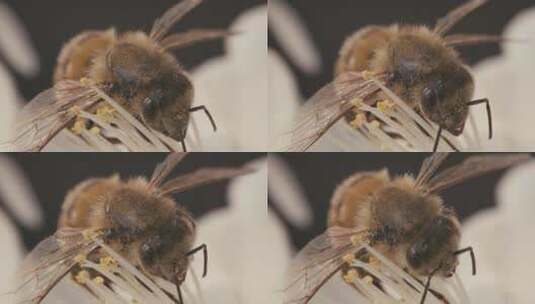 蜜蜂 采蜜 特写蜜蜂高清在线视频素材下载