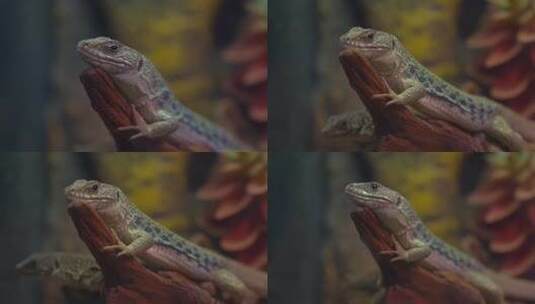 蜥蜴眨眼犀利眼神高清在线视频素材下载