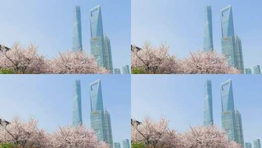 上海陆家嘴唯美灿烂樱花高清在线视频素材下载