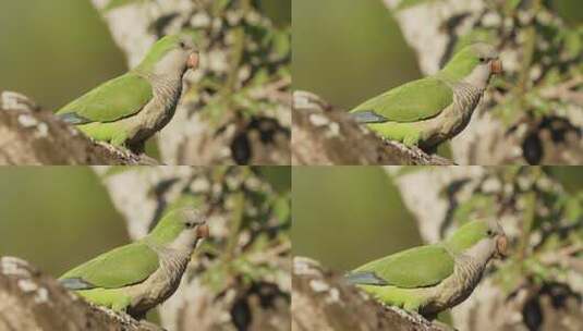 一只绿和尚鹦鹉从树枝上飞走了高清在线视频素材下载