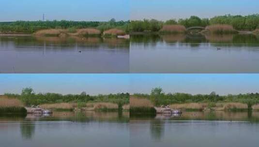 城市的湿地公园、湖中嬉闹的鸟类高清在线视频素材下载