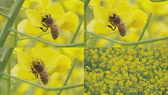蜜蜂油菜花实拍镜头高清在线视频素材下载