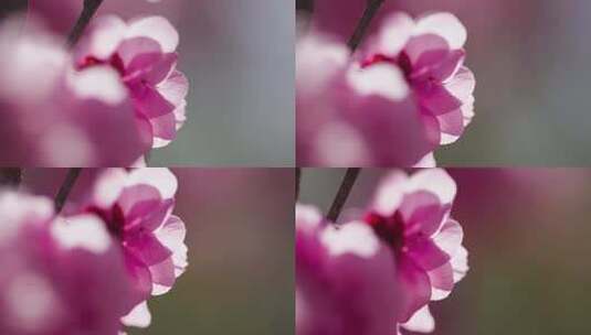 桃花花朵盛开特写高清在线视频素材下载
