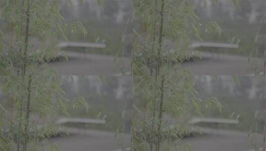 贵州茅台镇竹子绿色竹子村庄山大自然唯美高清在线视频素材下载