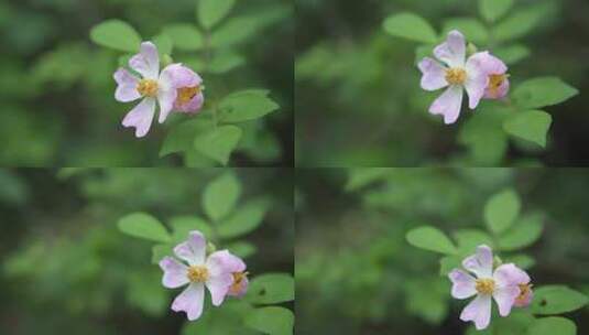 小月季花高清在线视频素材下载