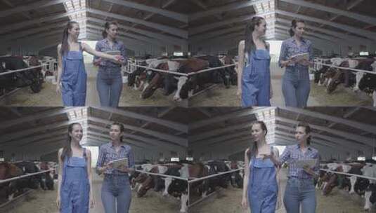 肖像两个女孩农民和农场里的奶牛一起参观谷仓高清在线视频素材下载