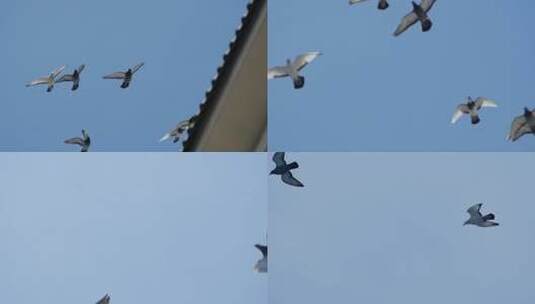 鸽子翱翔高清在线视频素材下载