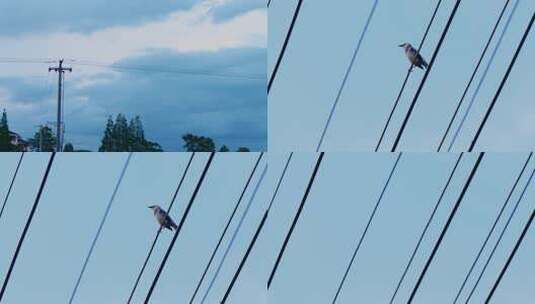 乡村的高压电线和小鸟空镜头高清在线视频素材下载