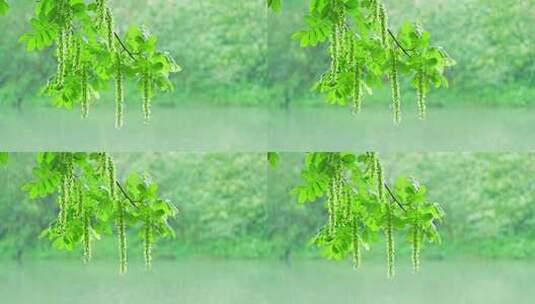 春天下雨唯美清新柳树空镜高清在线视频素材下载