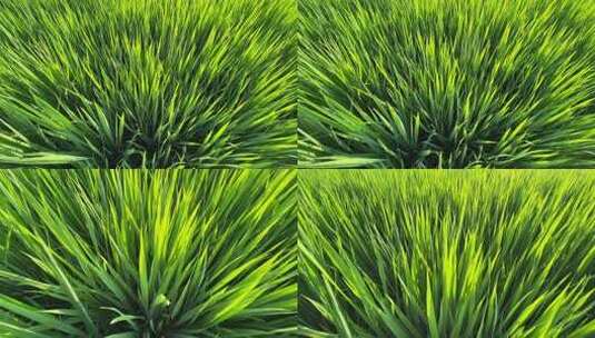 阳光照射稻田嫩绿的禾苗高清在线视频素材下载