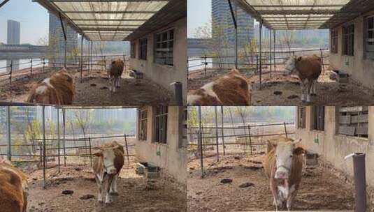 牛圈里的奶牛高清在线视频素材下载