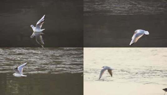 l1在阳光下水鸟丛水中展翅飞起升格拍摄高清在线视频素材下载