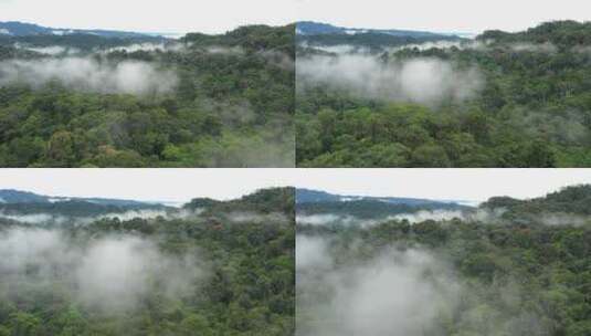 薄雾覆盖的热带雨林树高清在线视频素材下载