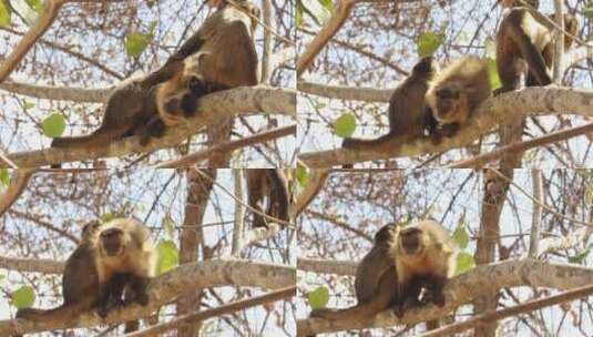一群卷尾猴在树梢上休息高清在线视频素材下载