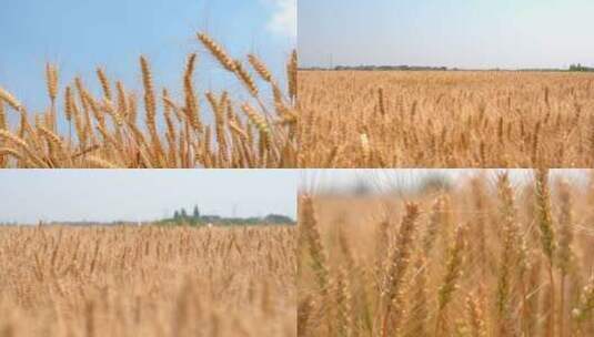 成熟的麦子高清在线视频素材下载