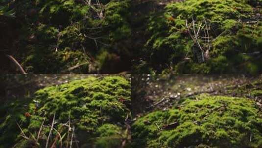 阳光照射地面上生长的苔藓地衣高清在线视频素材下载