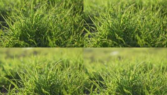 阳光照射在草坪上高清在线视频素材下载
