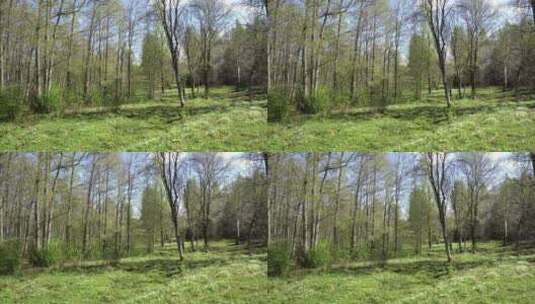 瑞典森林的美丽景观高清在线视频素材下载