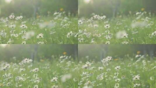 夏日花草花朵高清在线视频素材下载
