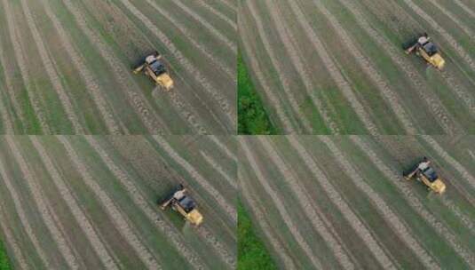 收割机脱粒机沿着田野收集成熟的小麦高清在线视频素材下载