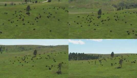 水牛在绿色的山上吃草高清在线视频素材下载