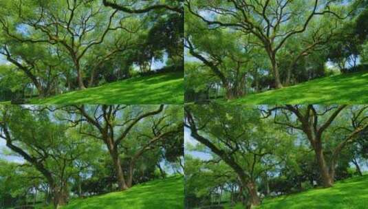 山坡草地树林  绿野仙踪高清在线视频素材下载