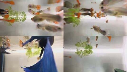 生态鱼缸里的鱼游动，吃饲料高清在线视频素材下载