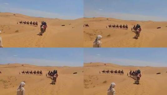 宁夏中卫沙坡头沙漠自然保护区驼队体验高清在线视频素材下载