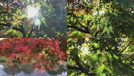 阳光透过树叶枫叶绿叶高清在线视频素材下载