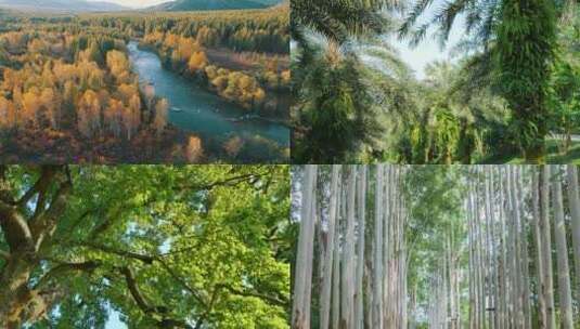【合集】大自然风景森林绿色树木高清在线视频素材下载
